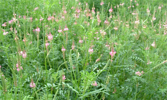 紅豆草品種有幾個，需要什么的生長條件