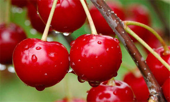 我國(guó)甜櫻桃的發(fā)展前景如何