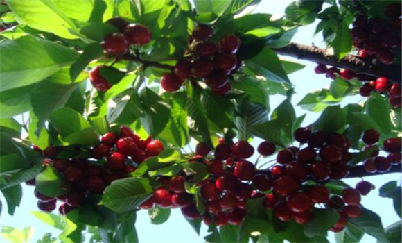 夏季摘心，增枝擴冠