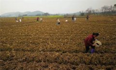 烤煙施肥技術(shù):種植烤煙怎樣進(jìn)行施肥