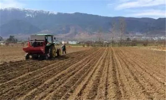 飼用甜菜的選地、選茬、整地