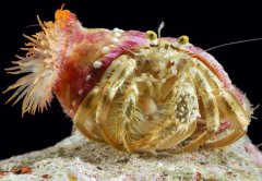 寄居蟹怎么養(yǎng)？飼養(yǎng)寄居蟹前準(zhǔn)備工作