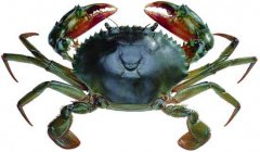 青蟹人工養(yǎng)殖技術(shù):青蟹種苗質(zhì)量鑒別與挑選