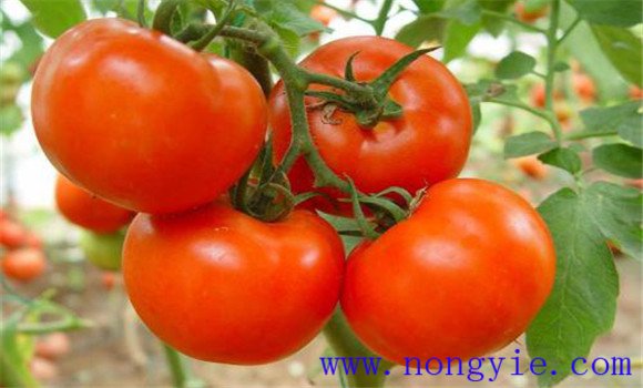 大棚番茄品種應(yīng)適應(yīng)力強、不徒長