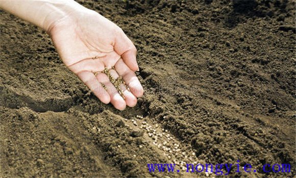 做好種子、土壤、空氣消毒