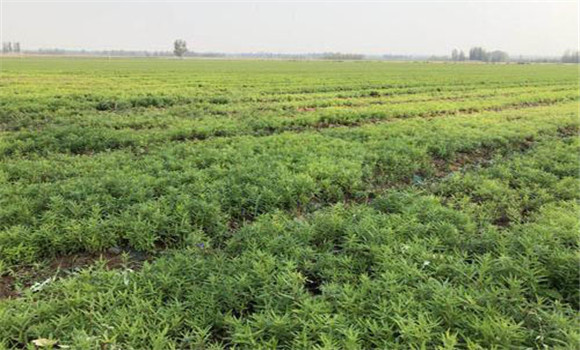 黃芩播種技術(shù)要點