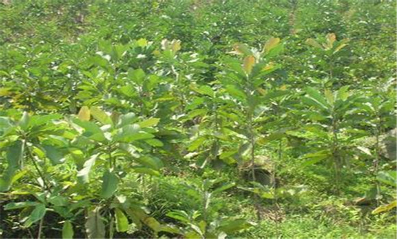 杜仲種植技術要點與具體種植步驟