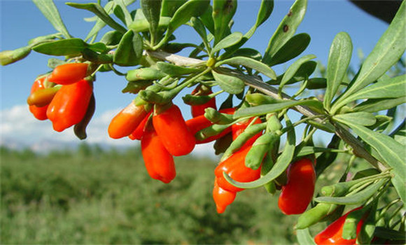 枸杞生長(zhǎng)習(xí)性