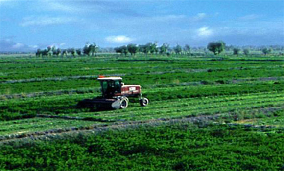 紫花苜蓿的播種時(shí)間