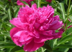 芍藥花的花語是什么？