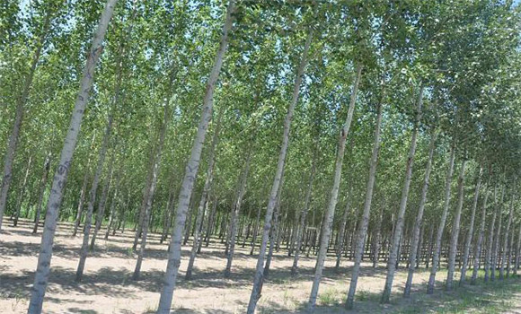 楊樹黑斑病怎么治、用什么藥治