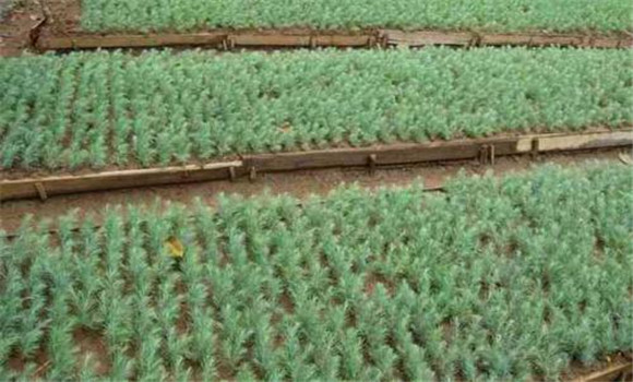 雪松扦插時間和技術