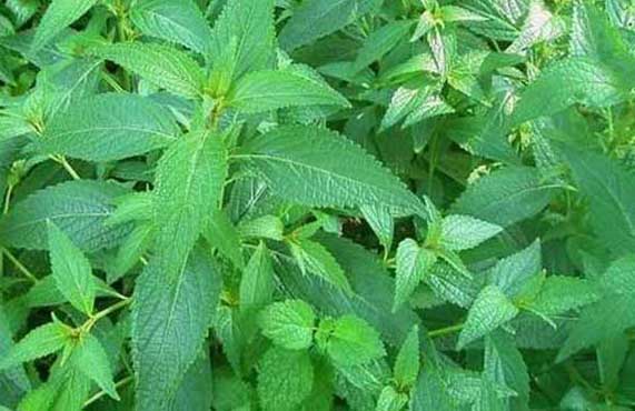 溪黃草種植技術(shù) 中藥材栽培技術(shù)