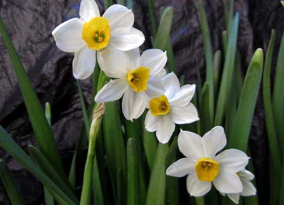 水仙花有毒嗎？