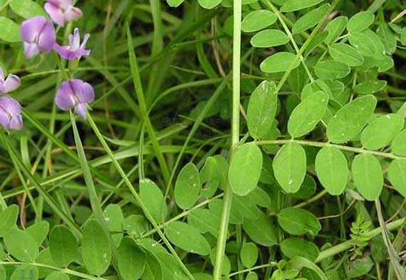 沙苑子高產(chǎn)栽培技術(shù) 其它作物種植技術(shù)