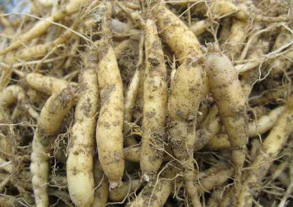 太子參的栽培技術(shù) 太子參種植技術(shù)