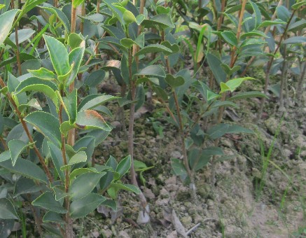 茶苗白絹病的防治技術(shù) 經(jīng)濟作物病蟲害防治技術(shù)