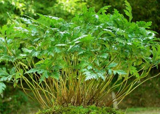 黃連高產(chǎn)種植管理技術 黃連栽培技術