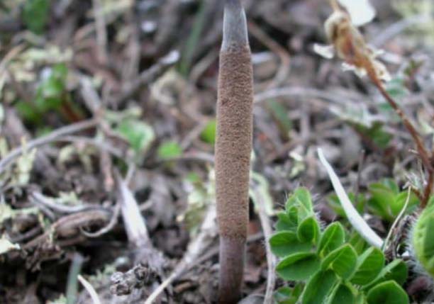 冬蟲夏草栽培技術(shù) 中藥材種植技術(shù)