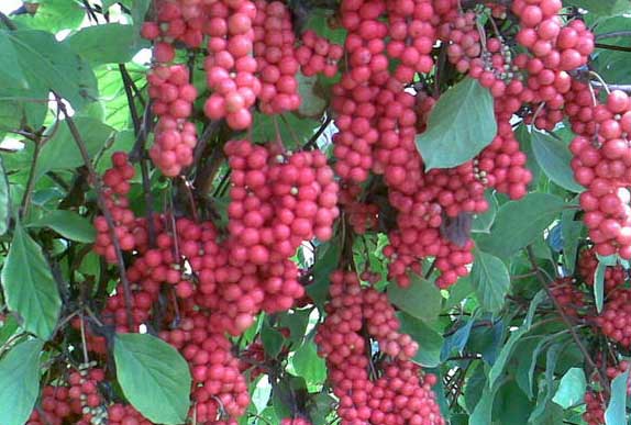 五味子栽培技術