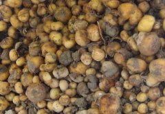 元胡種植中有哪些病蟲害 如何防治？