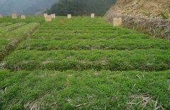 種植元胡如何進行田間管理