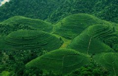 湄潭翠芽的制作工藝、制作方法簡介