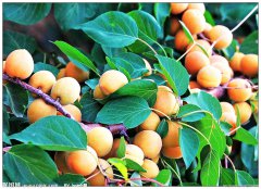 如何確定杏的采收期?