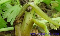 芹菜易發(fā)生哪些生理病害，如何防治