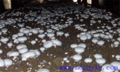 雙孢菇的品種類型簡介