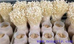 金針菇栽培季節(jié)、品種和場地選擇