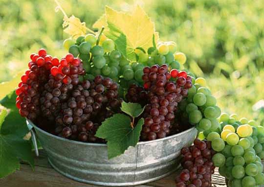 一些常見對果樹禁用或慎用的農(nóng)藥 農(nóng)藥知識