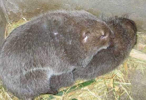 野生竹鼠養(yǎng)殖技術(shù) 竹鼠養(yǎng)殖方法