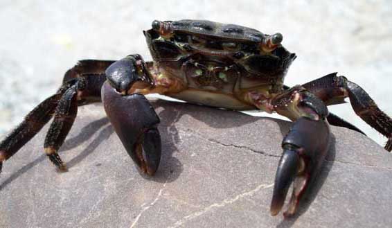 河蟹苗出池質量鑒別