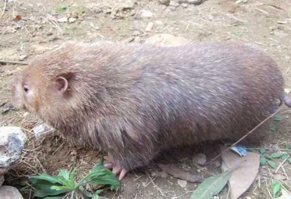 如何防止母竹鼠咬仔、吃仔和棄仔 竹鼠的疾病防治技術(shù)