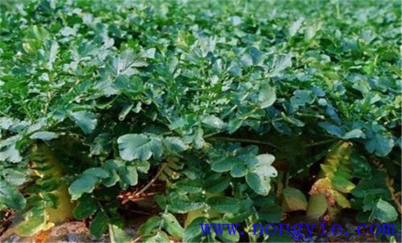 蘿卜生長的三個(gè)階段