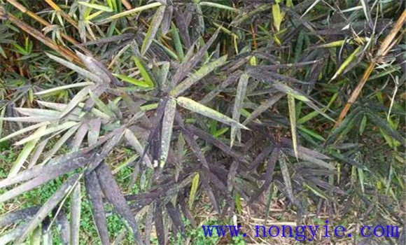 竹煤污病的防治辦法