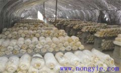 平菇生長環(huán)境要求 平菇對溫度、水分和濕度要求