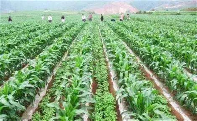 什么是輪作、間作與套種