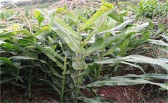 玉米空桿的原因是什么？怎樣預(yù)防玉米空桿？