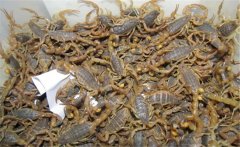 養(yǎng)蝎子需要投資多少錢，養(yǎng)殖蝎子一年賺多少？