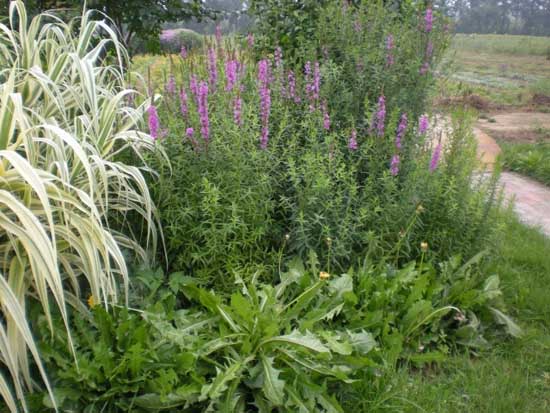 2014年種植什么藥材最賺錢? 中藥材栽培