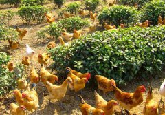 農(nóng)村養(yǎng)殖業(yè)致富項(xiàng)目有哪些？