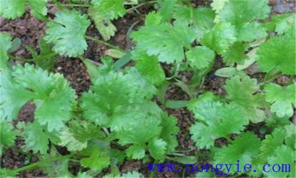 香菜灰霉病的發(fā)生特點(diǎn)