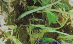 油菜軟腐病危害癥狀、病原 油菜軟腐病如何防治