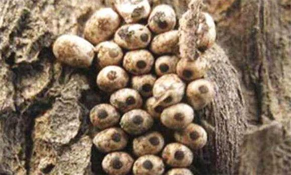 草菇栽培的雜菌與蟲(chóng)害有哪些