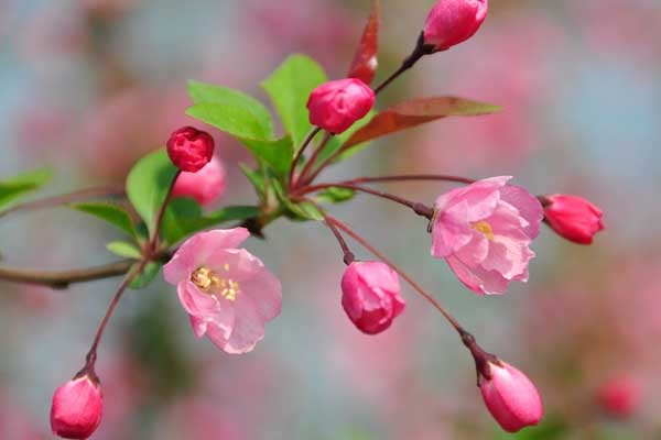 海棠養(yǎng)殖方法