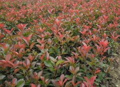 紅葉石楠怎么繁殖？