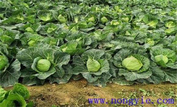 結(jié)球甘藍(lán)的適時定植方法