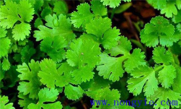 怎樣種芫荽，種芫荽的方法